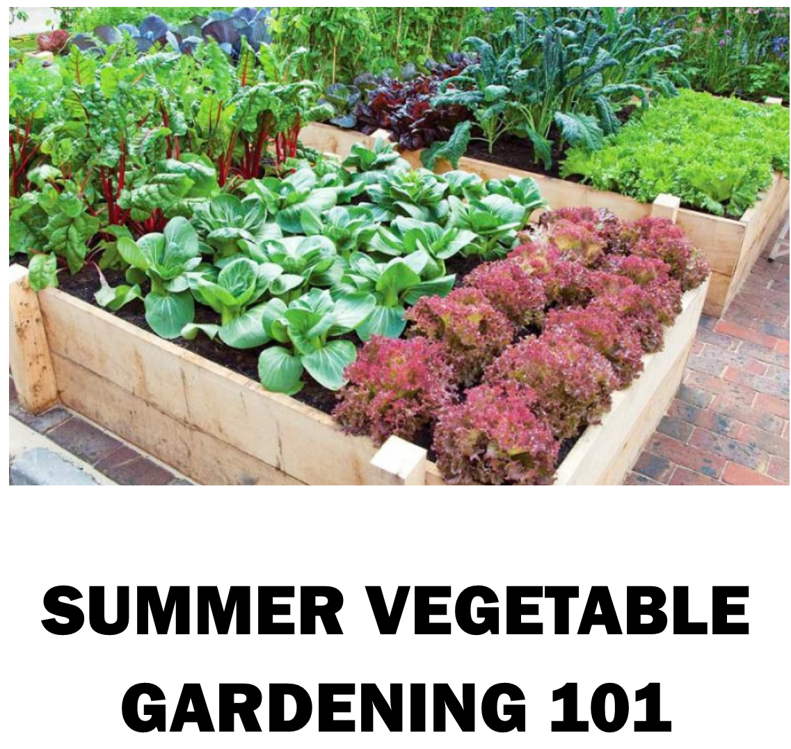 SUMMER VEGETABLE GARDENING 101 | Talcott Library